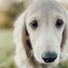 Dachshunds from Rosie Posie Doxies