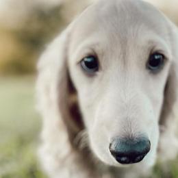 Dachshunds from Rosie Posie Doxies