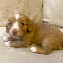 Tito - Wheaten male Dachshund puppy in Trenton, Florida from Tweenie Weenie Dachshunds