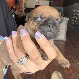 French Bulldog Puppies from B’s Frenchies