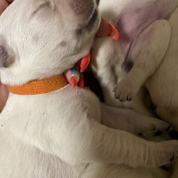 Labrador Retriever Puppies from Triple Threat Labradors