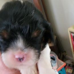 Blue Bayou - Tri-color male Cavalier King Charles Spaniel puppy in Albany, Oregon from Hit Parade Cavaliers