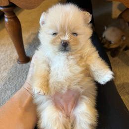 Lola - Cream sable female Pomeranian puppy in Jefferson City, Missouri from MJ’s Pomeranians