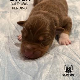 Chex - Red tri-color male Australian Shepherd puppy in Columbia, Kentucky from Caywood Aussies