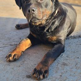 Khaleesi - Rottweiler