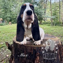 Max - Black white and brown male Basset Hound puppy in Dingess, West Virginia from Tuckers' Howling Hounds
