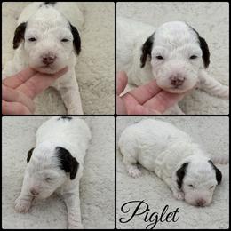 Piglet - Parti female Poodle puppy in Wheatland, California from Sapphire Ridge Poodles