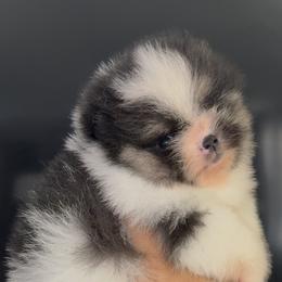 Romeo - Black and tan parti male Pomeranian puppy in Wagoner, Oklahoma from Cascade Pomeranians
