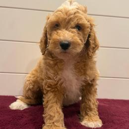 Pink collar - Apricot female Goldendoodle puppy in San Augustine, Texas from Vintage Doodles