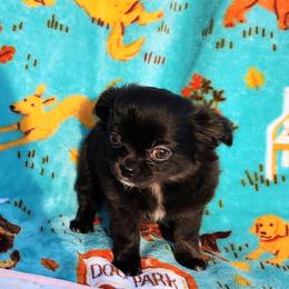 Maud - Black and white female Chihuahua puppy in Chesapeake, Virginia from Elsbeth's Chihuahuas