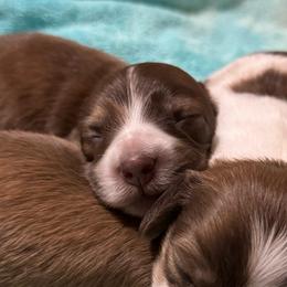 Girl 1 - Cream female Dachshund puppy in Fayetteville, West Virginia from Loop Creek Dachshunds