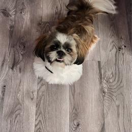 Rocky - Shih Tzu