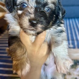 Boy 1 - Black and white male Havanese puppy in Arizona from HavaDoggie