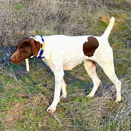 Belle - German Shorthaired Pointer