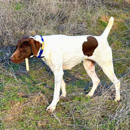 Belle - German Shorthaired Pointer