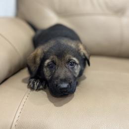Yellow Collar - Sable female German Shepherd puppy in Willington, Connecticut from Wertvoll German Shepherds