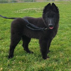 Teal Boy - Black male Belgian Sheepdog puppy in Green Bluff, Washington from Clawson Belgians
