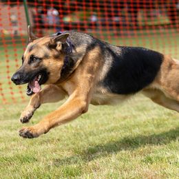 Indi - German Shepherd