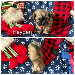 Hayden - Golden male Lhasa Apso puppy in Cincinnati, Ohio from Shangri-La Lhasa Apsos