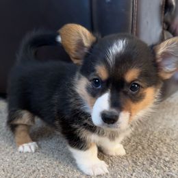 Rusty - Black and tan male Pembroke Welsh Corgi puppy in Dayton, Ohio from MB Corgis