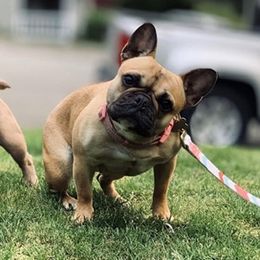 Bear - French Bulldog