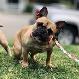 Bear - French Bulldog