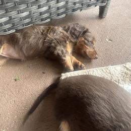 Dachshund Puppies from Dapper Doxies