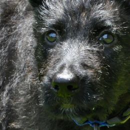 Belgian Malinois, Black Russian Terriers, Dutch Shepherds, Poodles, and Rottweilers from Louisov Kennel