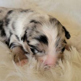 Grace - Blue merle female Australian Shepherd puppy in Bangs, Texas from Red Wagon Aussies