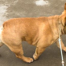 French Bulldog Puppies from Von Bales French Bulldogs