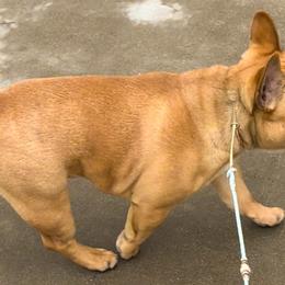 French Bulldog Puppies from Von Bales French Bulldogs