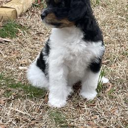 Bernedoodle and Goldendoodle Puppies from Paws 4 Doodles, LLC