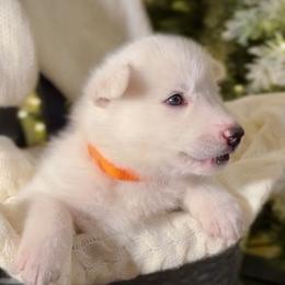 Oak - White male Siberian Husky puppy in Peoria, Arizona from Snowy Siberians