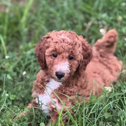 Orange - Red  female Goldendoodle puppy in Nashville, Tennessee from Tumbling Creek GoldenDoodles