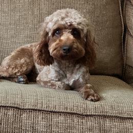Mocha - Poodle