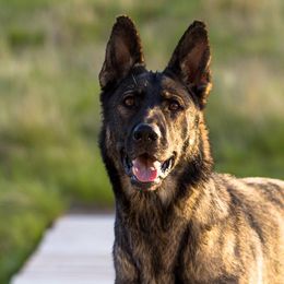 German Shepherds and German Shorthaired Pointers from Z Haus Kennels