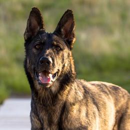 German Shepherds and German Shorthaired Pointers from Z Haus Kennels