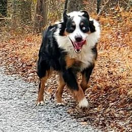 Australian Shepherds from Moats Farmstead Australian Shepherds