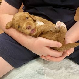 Australian Labradoodle Puppies from Salona Australian Labradoodles