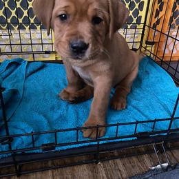 Labrador Retriever Puppies from Triple Threat Labradors