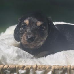 Bliss - Black and cream female Dachshund puppy in Mcminnville, Tennessee from Red Barn Farms Minis
