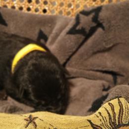 Yellow - Black and tan male German Shepherd puppy in Dawsonville, Georgia from Vom Aussenseiter