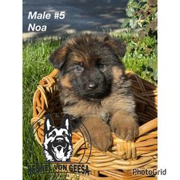 Noa - Black and red male German Shepherd puppy in Hesperia, California from Von Geesa