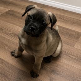 Mabel - Fawn female Bullmastiff puppy in South Attleboro, Massachusetts from Bessettes Bullies