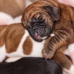 Basset Hound puppies from Lil Shorties Bassets