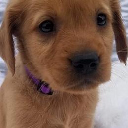 Golden Retriever Puppies from Robbin's Treasures