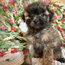 Girl 4 - Brindle female Shihpoo puppy in Seymour, Tennessee from Mel’s Teddy Bear Puppies