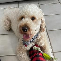 Cash - Goldendoodle