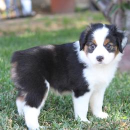Toffee - Black tri male Miniature American Shepherd puppy in South El Monte, California from Red Moon Mini Aussies