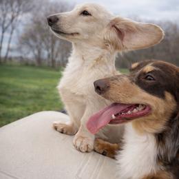 Dachshund All Grown Up from Rockin F6 Dachshunds